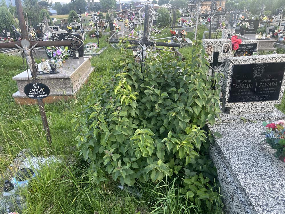 śp. N. N.